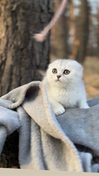 Киця дівчинка шотландська чистокровна породна висловушка