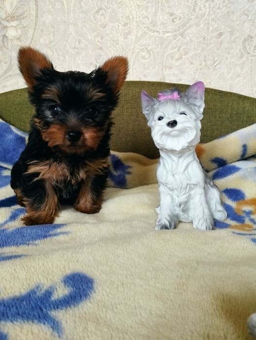 Комочок щастя-йорочка,йорк