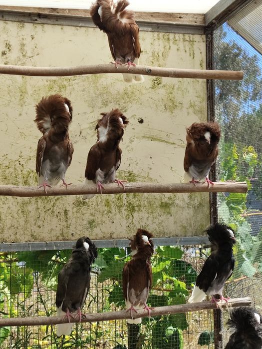 Vendo pombos de cabeleira de excelente linhagem