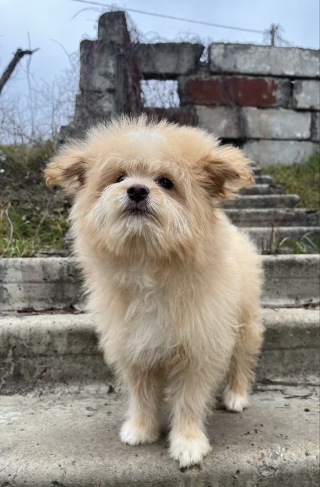 Подрощенеый мальчик помапу