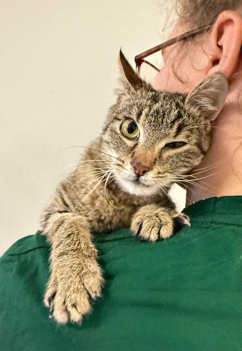 Ida - 7-miesięczna, pełna życia kotka szuka kochającego domu!