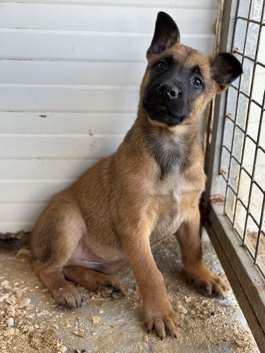 Pastor Belga Malinois fêmea