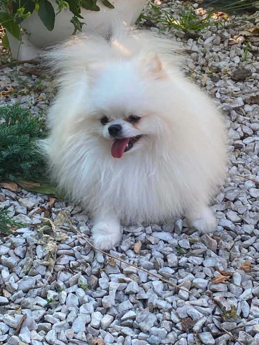 Szpic miniaturowy pomeranian malutki samczyk