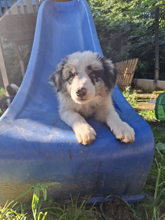 Baron szczeniak Border Collie