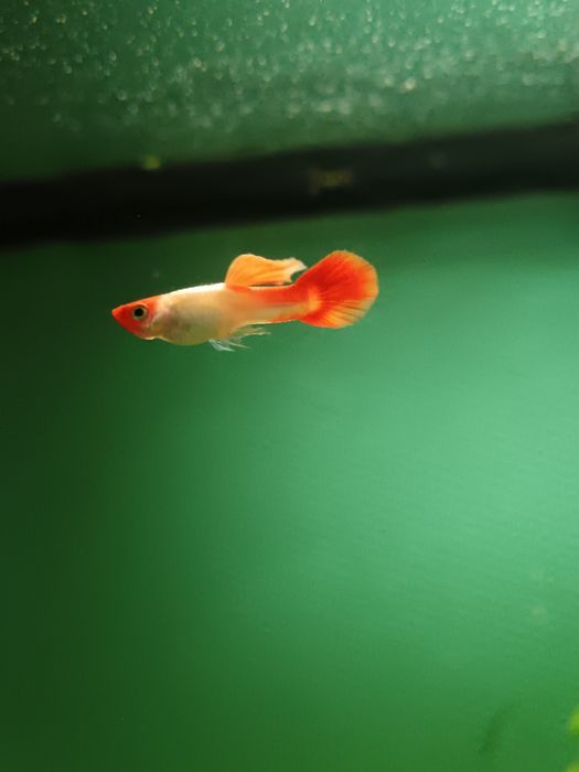 Guppys koi (guppys de linhagem)