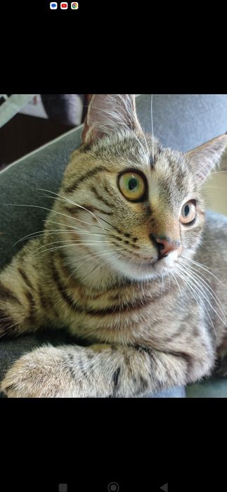 За символічну плату,або на перетримку віддам  в добрі руки кота Максік