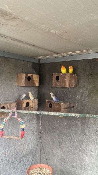 Vendo Agapones rossicols