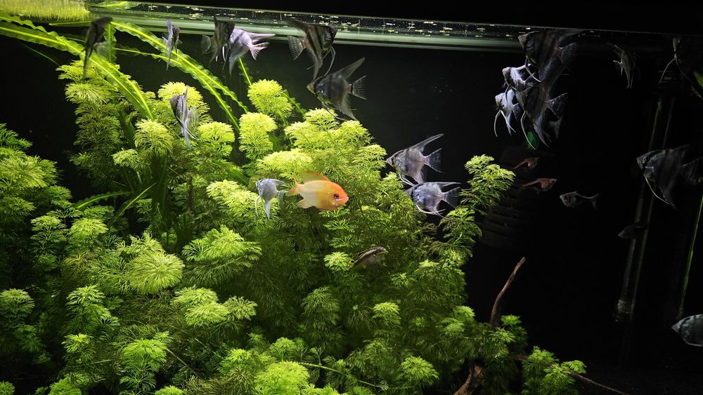 Filhotes Escalares azuis.