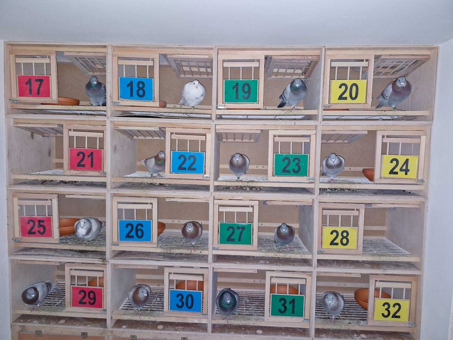 Gołębie pocztowe młode 2026