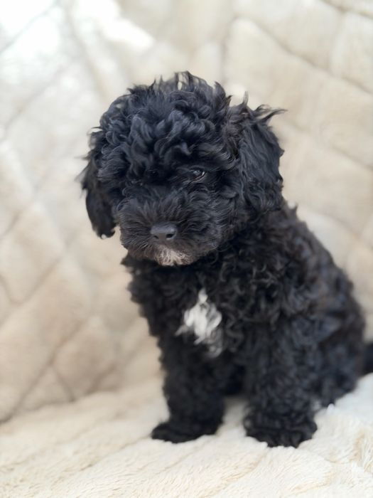 Продам хлопчика Мальтіпу