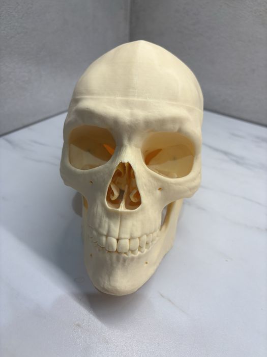 Model anatomiczny czaszki - do nauki anatomii