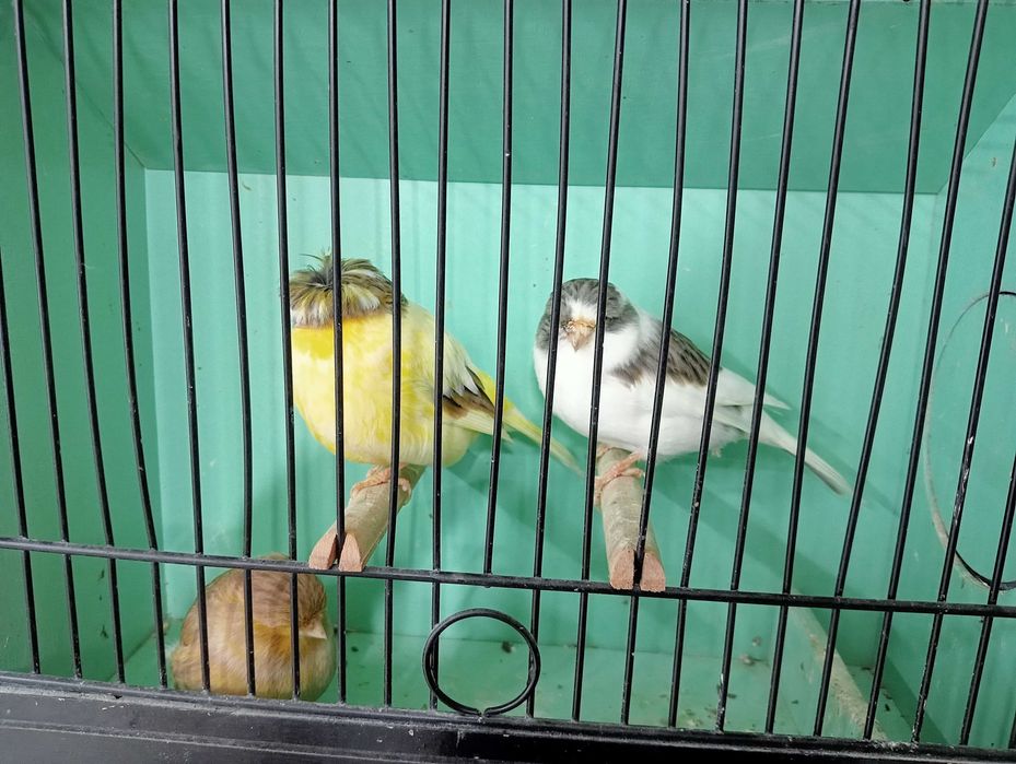 Canários Glosters para ceder