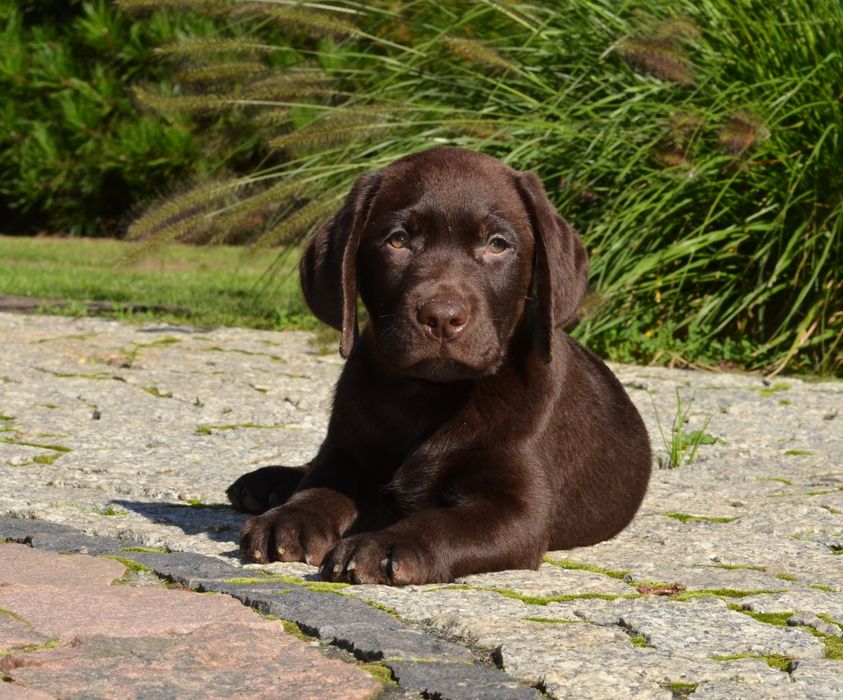 Labrador retriever FCI  SUCZKA
