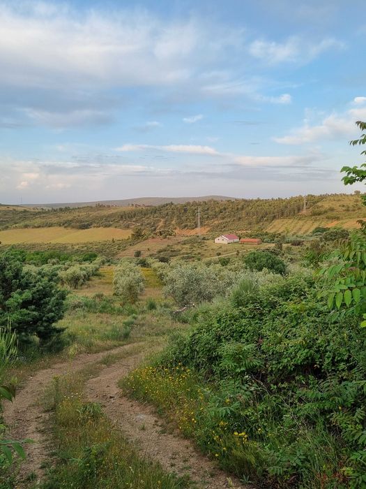 Terreno com Olival com aproximadamente 2,5 hectares em Olmos, Macedo de cavaleiros