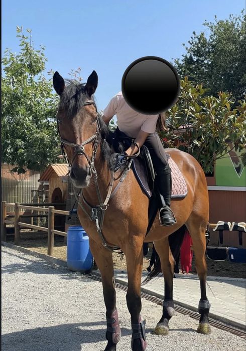 Puro sangue frances a venda