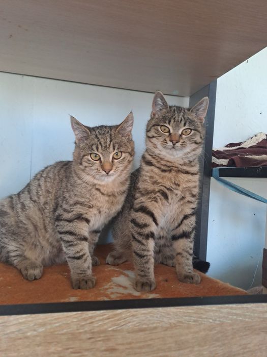 Котики в добрі ручки