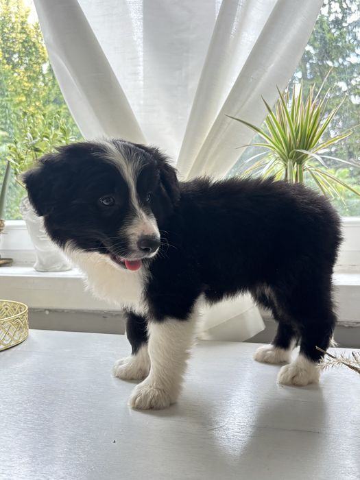 Border collie z rodowodem gotowe do odbioru