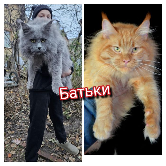 Хлопчик мейн кун