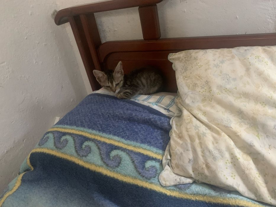 Gatinho com 2 meses para dar