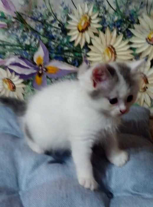 Самые красивые белоснежные котик и кошечка!