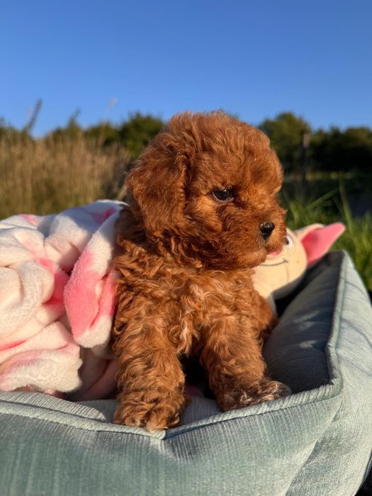 Maltipoo szczeniak