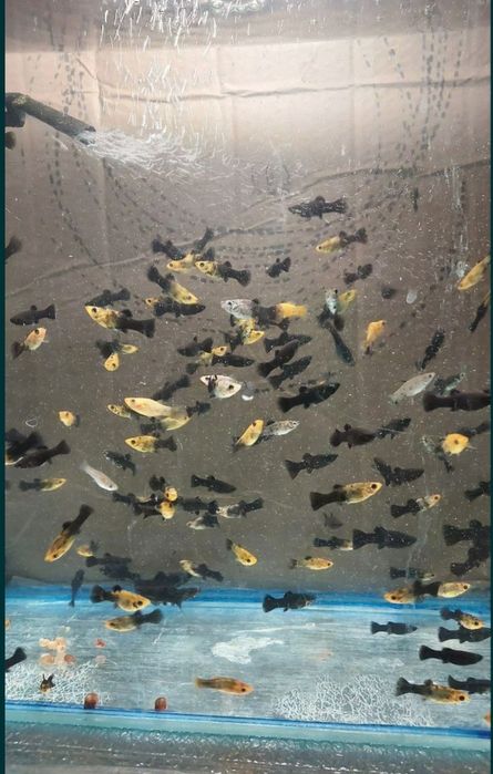 Різні акваріумі рыбки