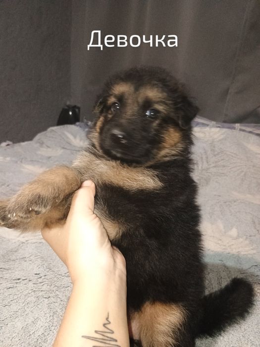 Щенки немецкой овчарки
