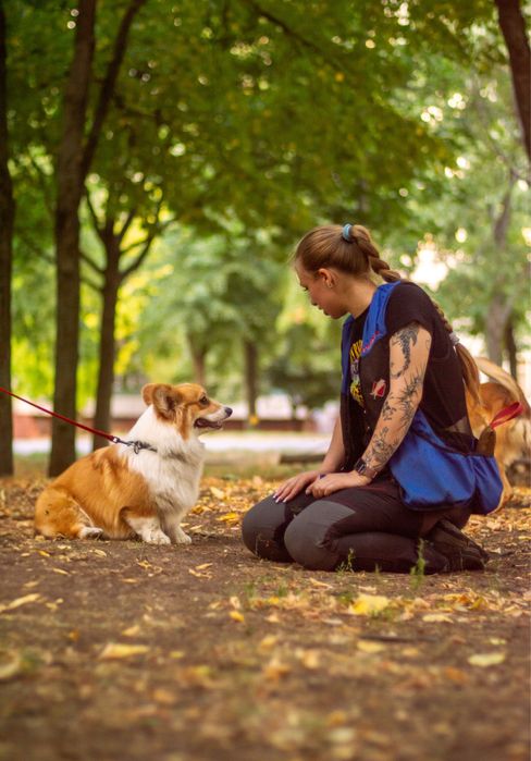 Кінолог онлайн, Дрессерування онлайн