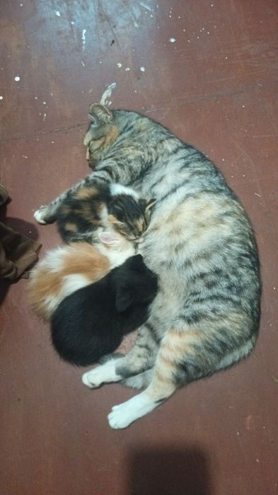 Котячі пухнастики