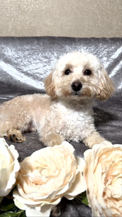 Хлопчик мальтіпу