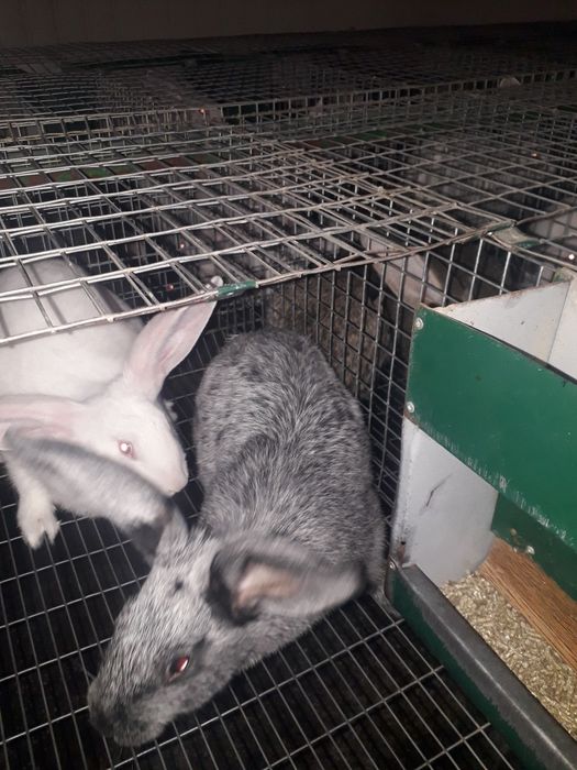 Самки термоны белые полтав серебро