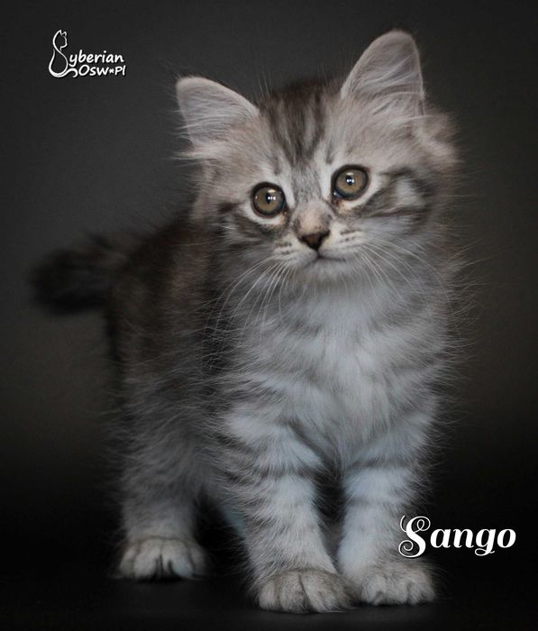 SANGO Sib Black Silver Mackerel Tabby