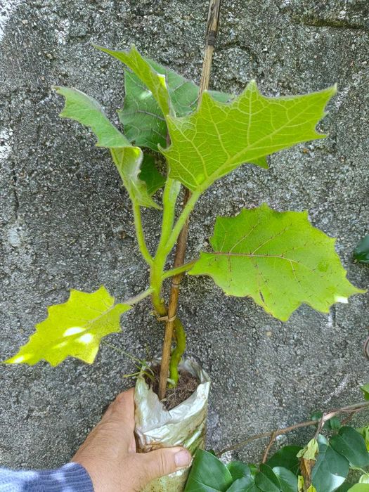 Lulo - Solanum quitoense