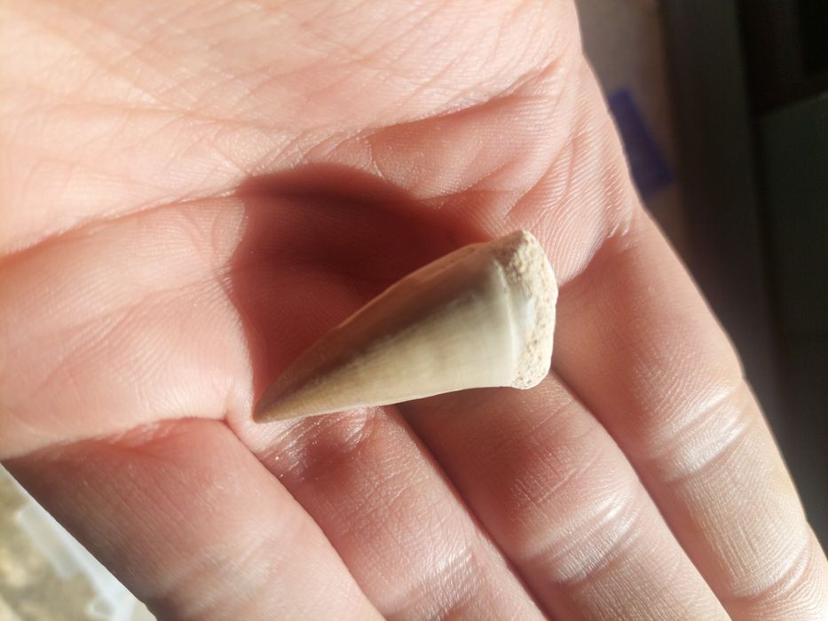 Fóssil dente de Mosassauro