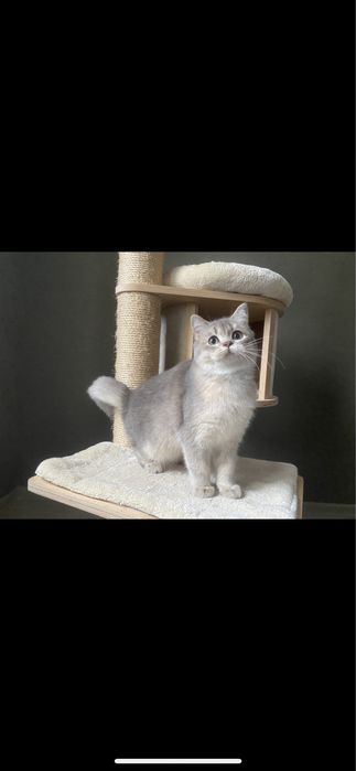 Інфініті- голуба золота шотландочка