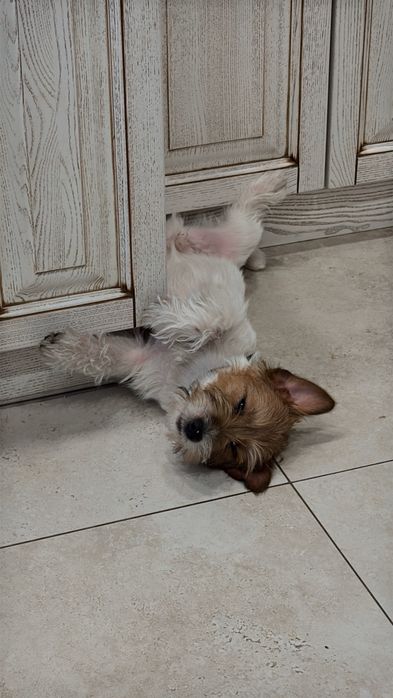 Вʼязка джек-рассела-терʼєра