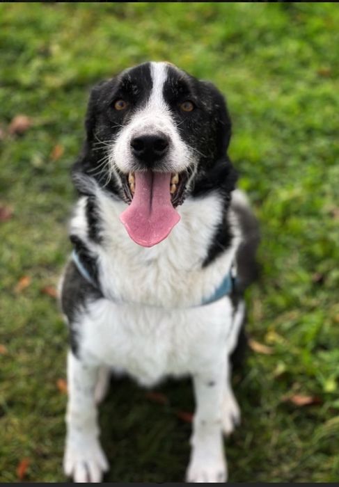 Piękny pies  od 3 lat   czeka na dom