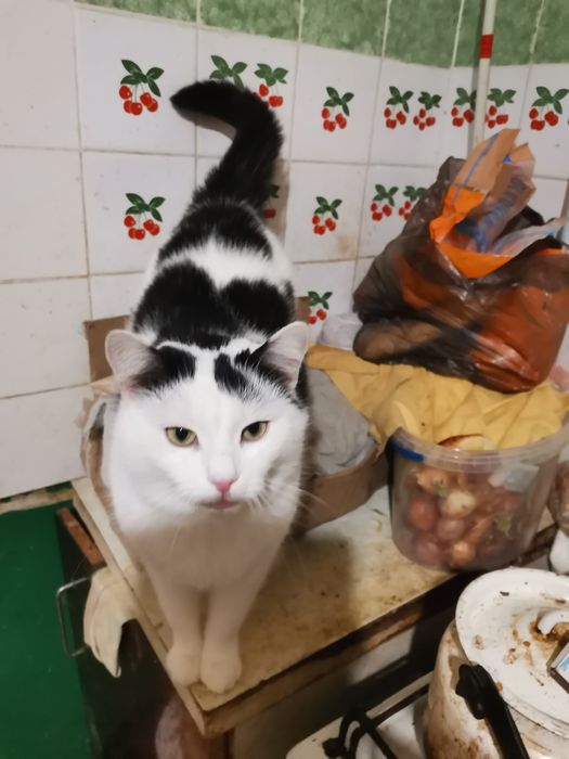 Котик в Добрі руки