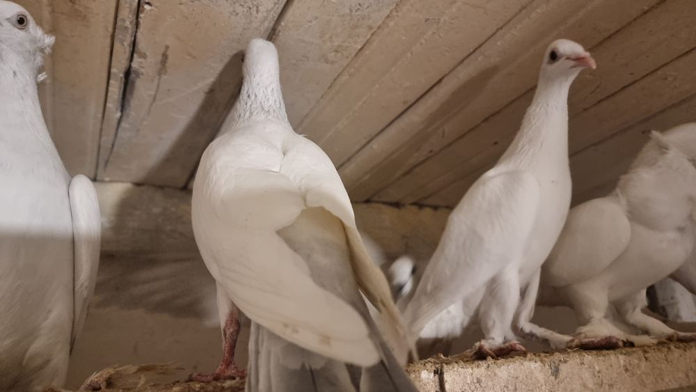 Bociany gołębie ozdobne