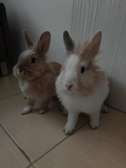 2 oswojone króliki