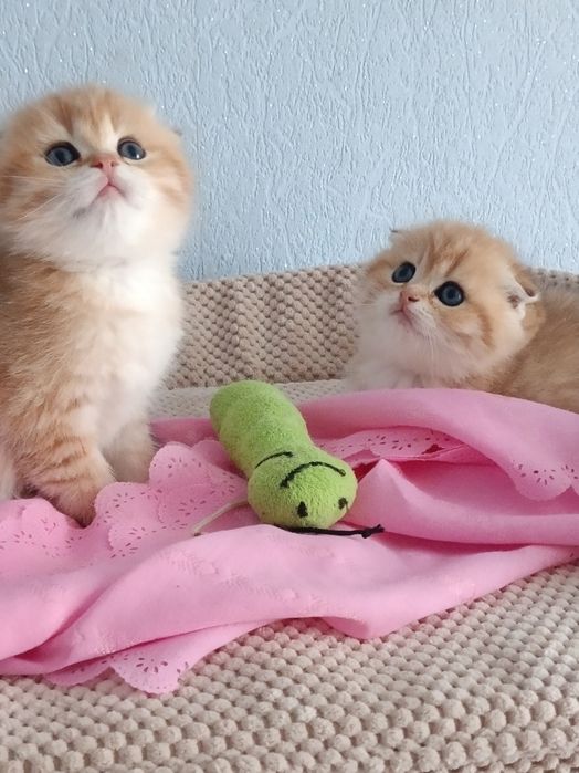 Вусаті антидепресанти