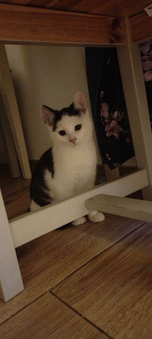 2 ślicznych kociąt do oddania