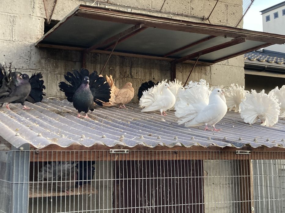 Gołębie pawiki pawie paw pawik likwidacja