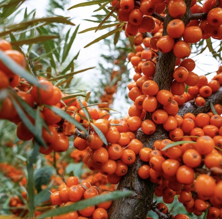 Rokitnik zwyczajny Krasavice