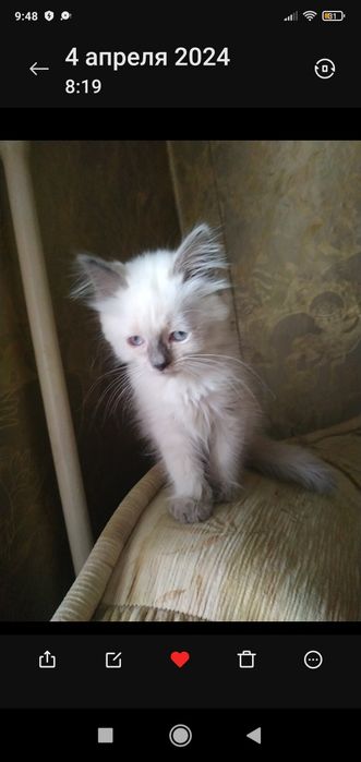 Розумний, добрий котик!