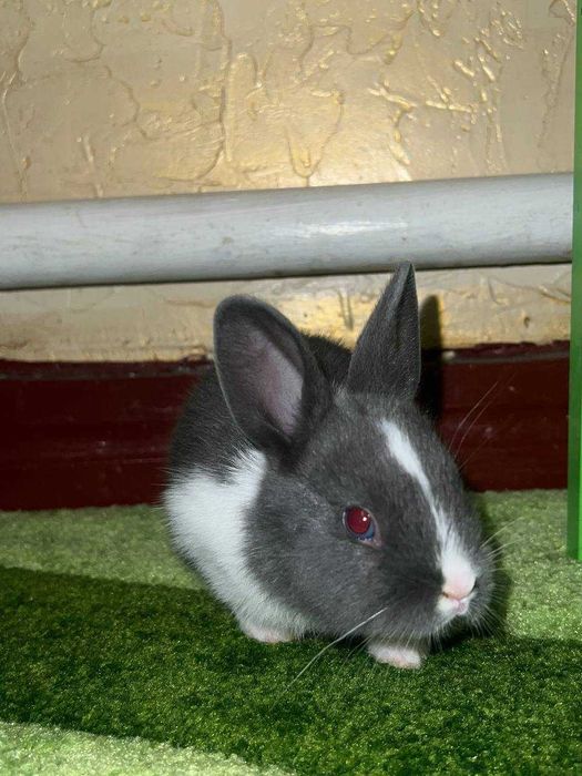 Милі пухнасті кролики