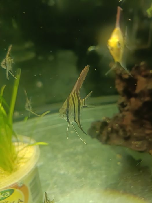 Sprzedam młode Rio nanay