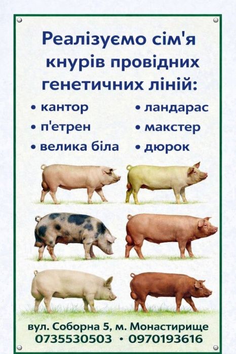 Сімʼя кнура, спермдози, штучне запліднення