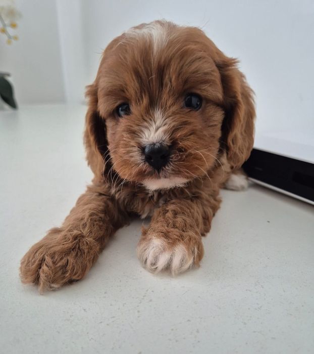 Cavapoo F1 Cavalier - Pudel