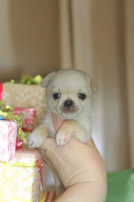 Хлопчик чіхуахуа